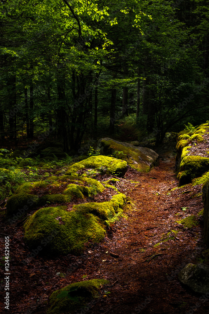 Obraz premium USA, West Virginia, Canaan Valley State Park. Scenic trail through forest.
