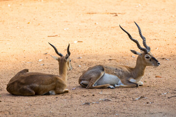 Wandcirkels Antilope Indische blackbucks rustend in schaduw  © SNEHIT PHOTO