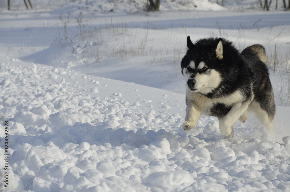 siberian husky dog siberian husky dog