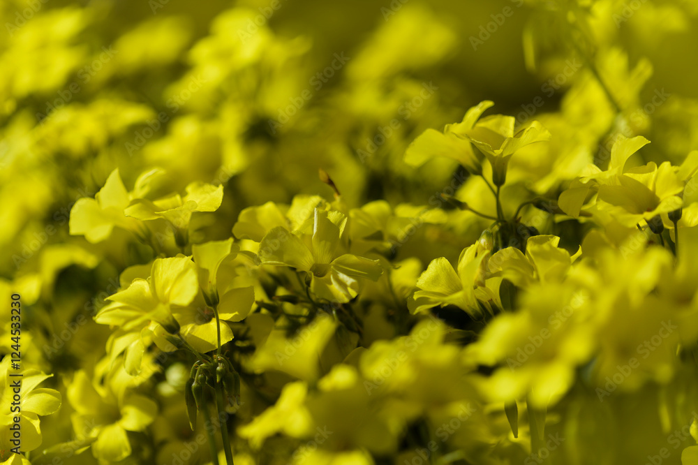 Flora of Gran Canaria -  Oxalis pes-caprae, invasive plant on the Canary Islands