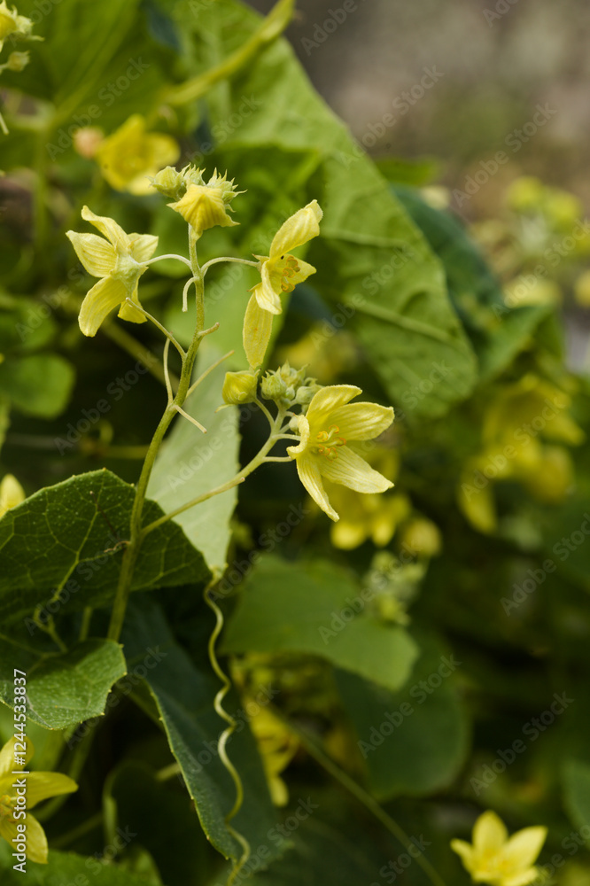 Obraz premium Flora of Gran Canaria - Bryonia verrucosa, warted Bryony, endemic to the Canary Islands, natural macro floral background