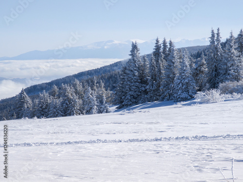 Winter Landscape of Vitosha Mountain, Bulgaria photo