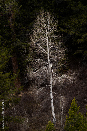 USA, Wyoming, Grand Teton National Park. Lone aspen in spring with bare branc...