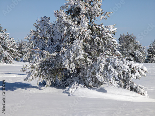 Winter Landscape of Vitosha Mountain, Bulgaria photo