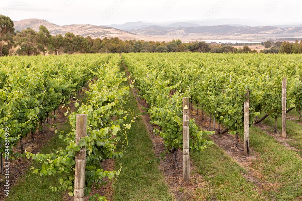 Obraz premium Vineyard with rows of grape vines