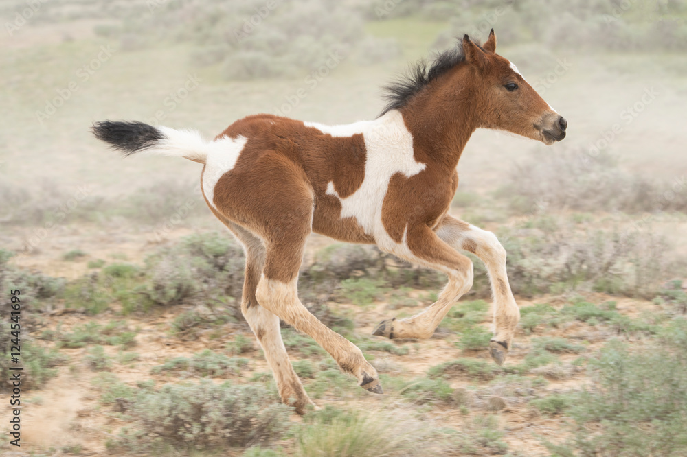 Fototapeta premium USA, Wyoming, McCullough Peaks Herd Management Area. Close-up of wild horse foal playfully running.