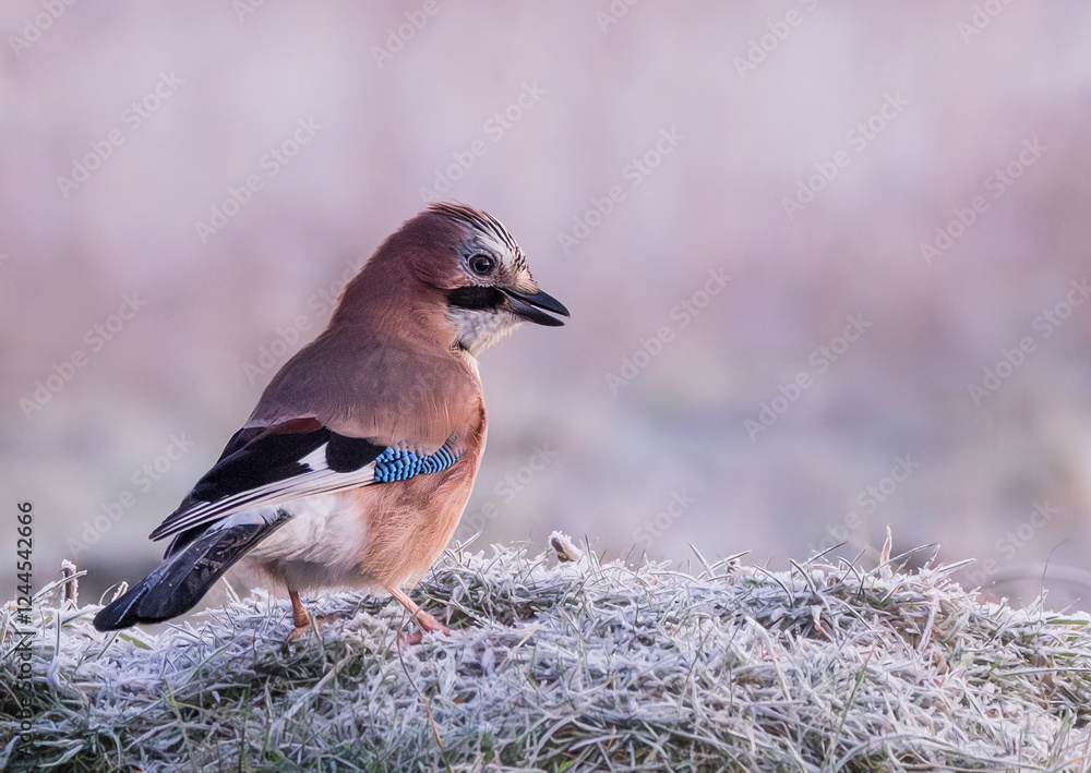 Jay on a frosty morning Jay on a frosty morning