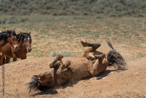 USA, Wyoming, McCullough Peaks Herd Management Area. Wild horse rolling in dirt. photo