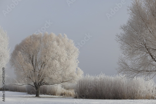 Winter Willow in the Park