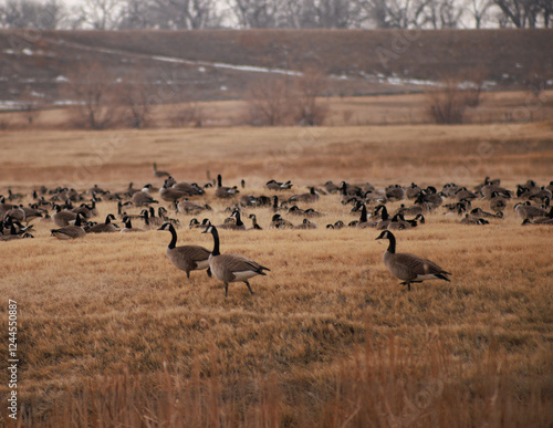 Fotografie flocks of geese