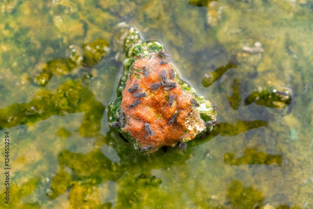 Fototapeta premium USA, Wyoming, Yellowstone National Park, Upper Geyser Basin. Tiny brine flies lay their eggs on rocks surrounded by heated water from the geyser.