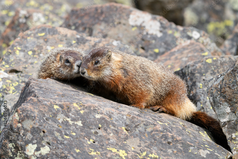 USA, Wyoming, Yellowstone National Park. Two young marmots stay close together on the rocks. USA, Wyoming, Yellowstone National Park. Two young marmots stay close together on the rocks.