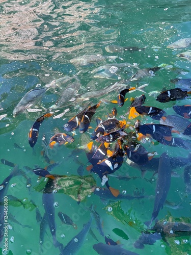 Fish while snorkeling in Mismaloya photo