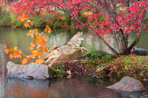 Coyote (Canis latrans) Leaps From Rock to Island Autumn
