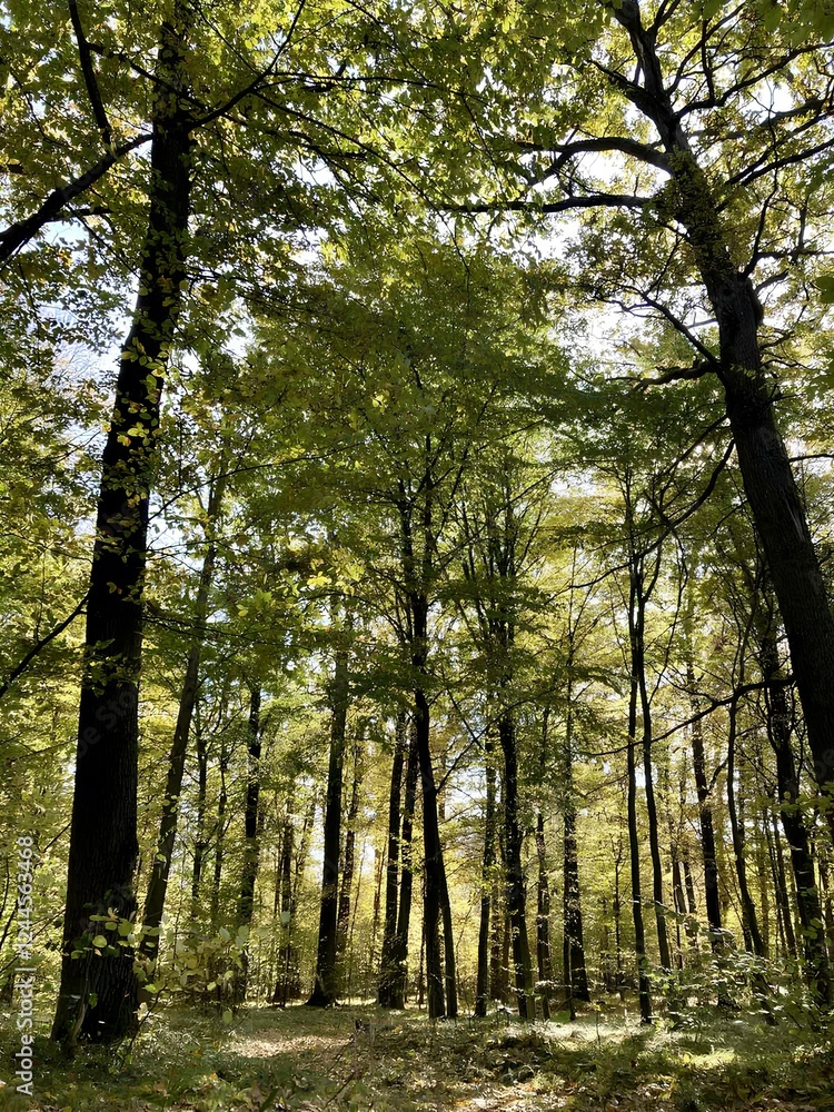 Fototapeta premium forest in autumn
