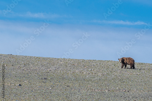 USA, Wyoming. Grizzly Bear traversing alpine scree slope, Absaroka Mountains photo