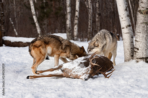Obraz na płótnie Pair of Grey Wolves (Canis lupus) Heads Together Eating at Buck Carcass at Edge of Treeline Winter w salonie