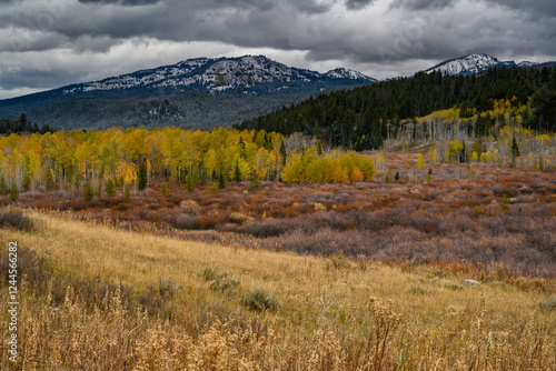 USA, Wyoming. Landscape of meadow and fall Aspen trees, Grand Teton National ...