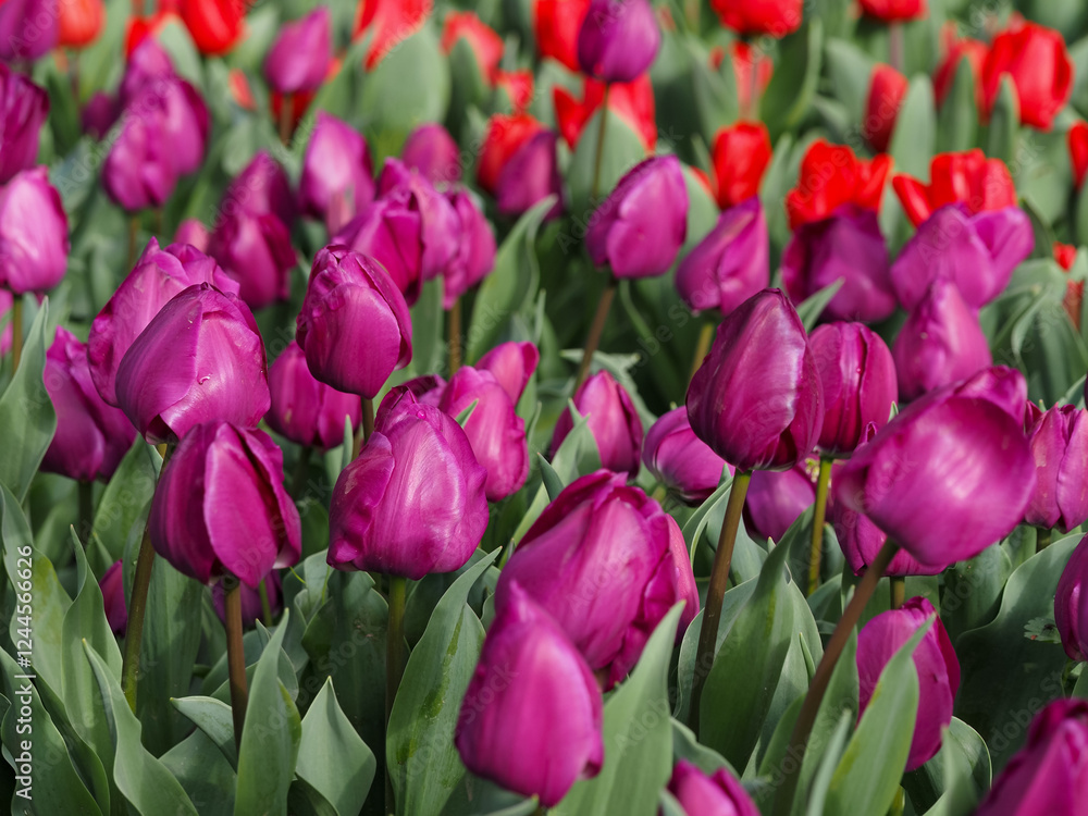 Tulips in early spring, Madrid Tulips in early spring, Madrid
