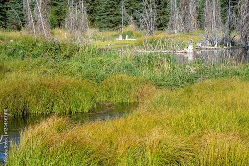Grand Teton National Park, Wyoming, USA. Beaver dam with grasses over it, sho...