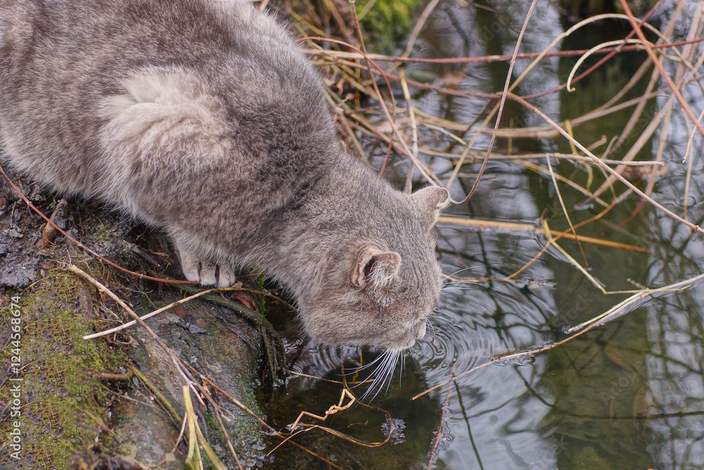 Obraz premium one big gray stray cat drinks dirty water from the lake standing on the shore on an autumn street