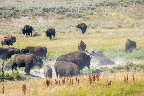 Yellowstone National Park, Wyoming, USA. Bison dust-bathing in a wallow. photo