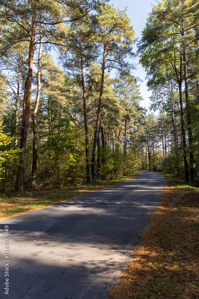 a road in a forest with deciduous trees in the autumn season a road in a forest with deciduous trees in the autumn season