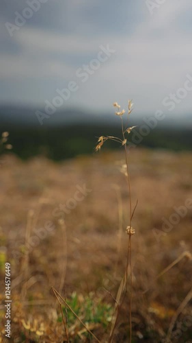 Wallpaper Mural Cinematic view of the waving dry blades of grass. Mountain steppe. On the side of a cliff. Sounds of nature. Summer weather. Beautiful nature. Active leisure. A light breeze. Ant angle. Stone plateau. Torontodigital.ca