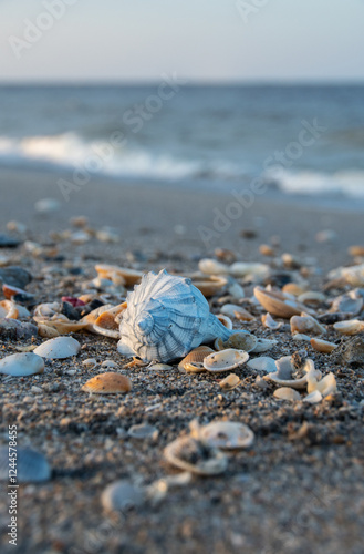 Seashells on the Beach