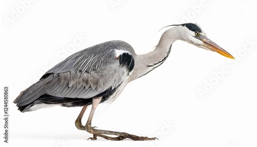 Majestic yearold Grey Heron in Striking Pose Against a White Backdrop, Showcasing the Elegance and Grace of Natures Avian Architecture. photo