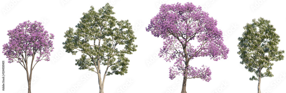 Obraz premium Set of 2 Handroanthus impetiginosus and 2 Catalpa bungei trees frontal isolated png on a transparent background perfectly cutout 