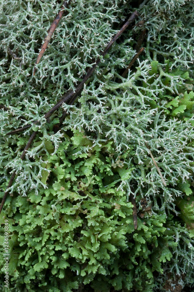 Cladonia is a genus of moss-like lichenized fungi in the family Cladoniaceae. They are the primary food source for reindeer/caribou, Sardinia, Italy. Cladonia is a genus of moss-like lichenized fungi in the family Cladoniaceae. They are the primary food source for reindeer/caribou, Sardinia, Italy.