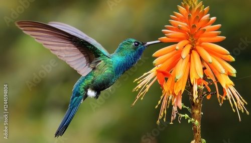 Vibrant Hummingbird Longtailed Sylph, Aglaiocercus kingi, Fluttering Amongst Sunlit Wildflowers in a Tropical Forest photo