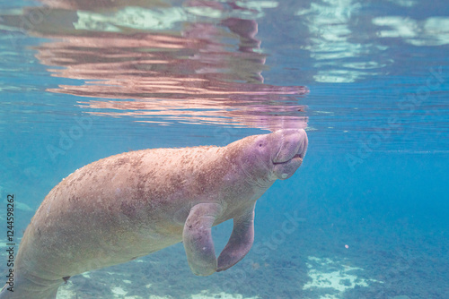 фотографія Cute manatee swimming near surface of clear blue river water in Florida with ref