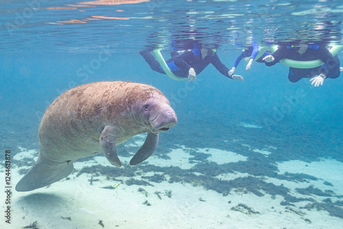 Tourists swimming near manatee in clear blue river water during vacation tour