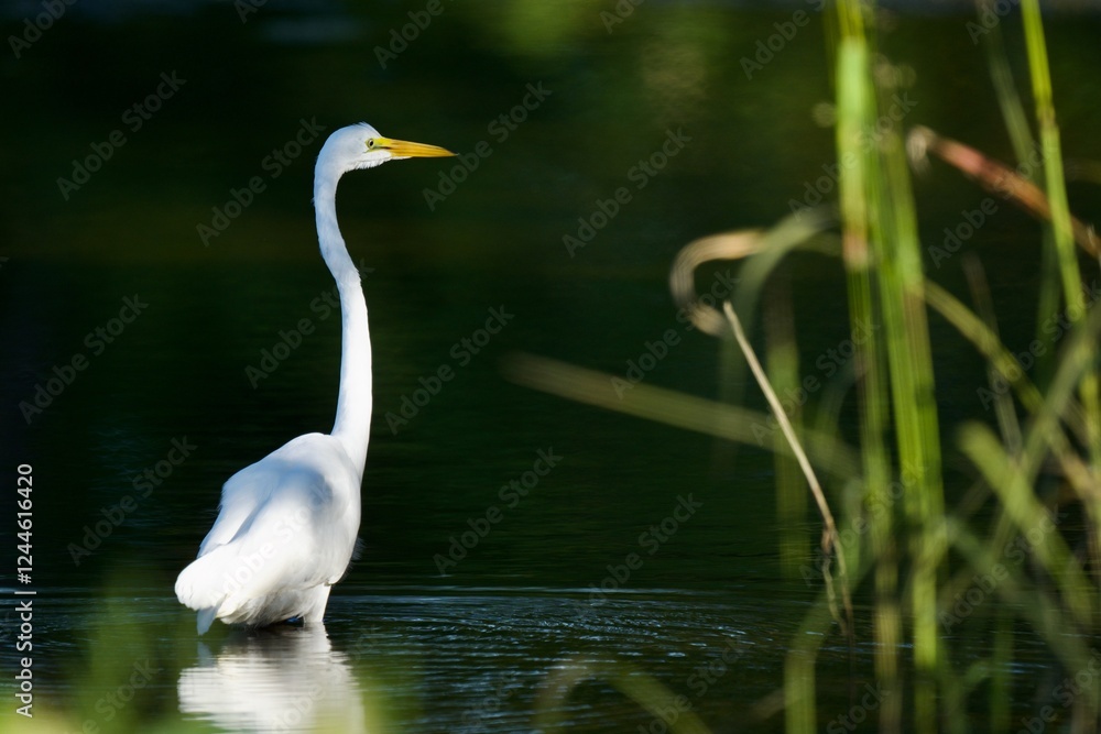 Snowy Egret Snowy Egret