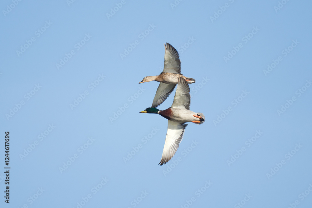 Fototapeta premium mallard ducks flying 