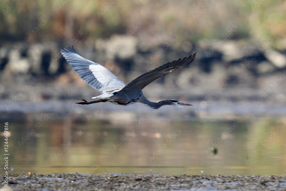 Fototapeta premium Great blue heron flying over water
