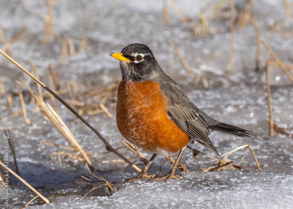 A close up of an American Robin standing on ice A close up of an American Robin standing on ice