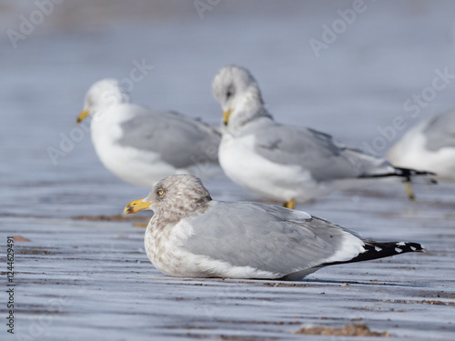 An American Herring Gull in basic, winter plumage resting on a snowy beach with Ring-billed Gulls in the distant background photo