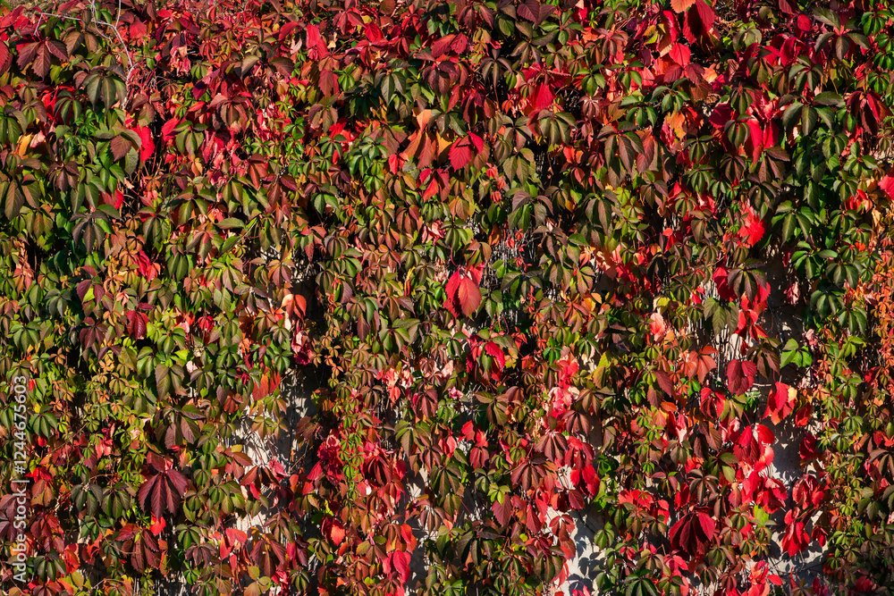 Wall of bright red and green leaves Wall of bright red and green leaves