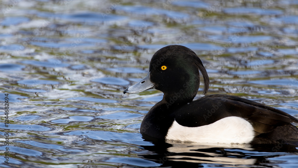 Fototapeta premium Close up of a drake tufted duck. A duck is swimming in a body of water