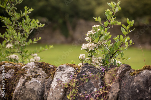 British countryside poscards background. British nature