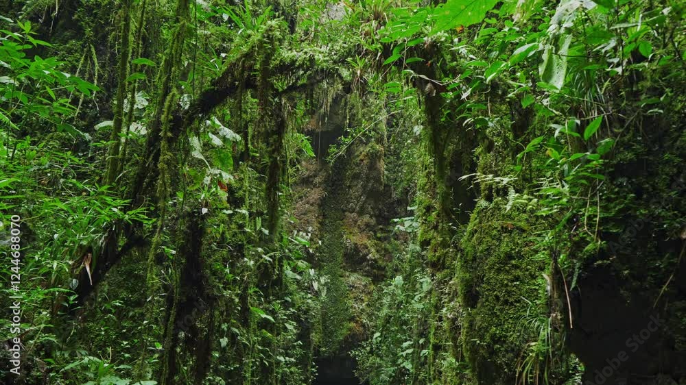 Serene Jungle Canyon with Lush Vegetation and Rock Formations - Santander, Colombia Serene Jungle Canyon with Lush Vegetation and Rock Formations - Santander, Colombia