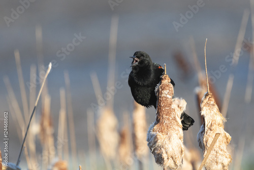 A red-winged blackbird 