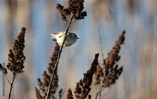 A ruby-crowned kinglet 