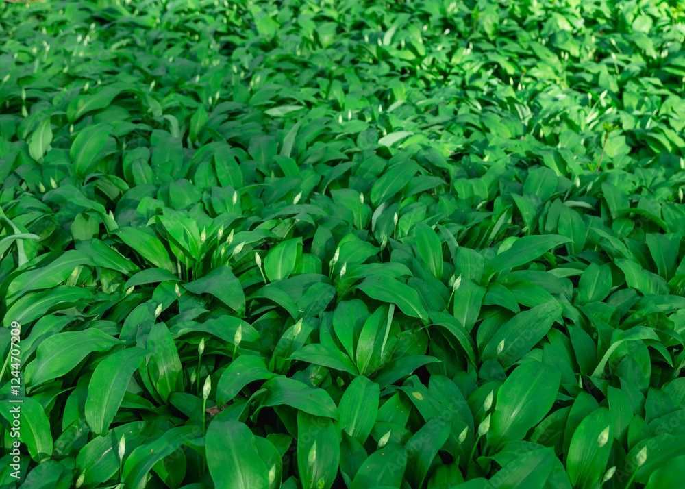 Wild garlic field before blooming at march Wild garlic field before blooming at march