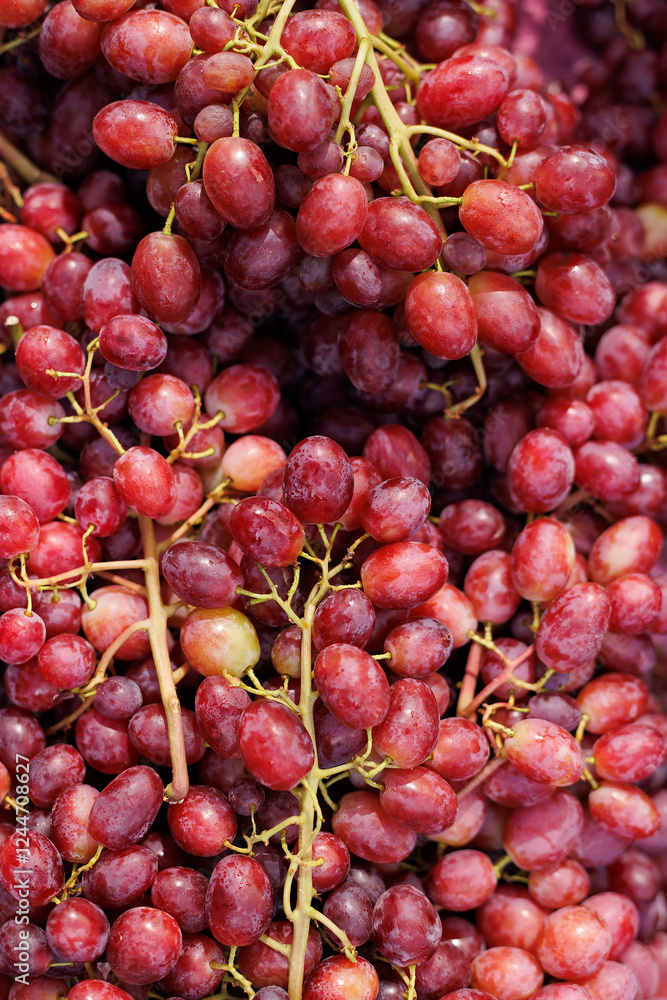 Close-Up of Fresh Pink Grape Clusters with Dew Drops, Vibrant and Juicy Vineyard Fruit Close-Up of Fresh Pink Grape Clusters with Dew Drops, Vibrant and Juicy Vineyard Fruit