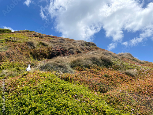 Seagull, blue sky and coastal foliage. Along the boardwalk at Nobbies Centre Boardwalks,  Phillip Island, Victoria Australia.  photo