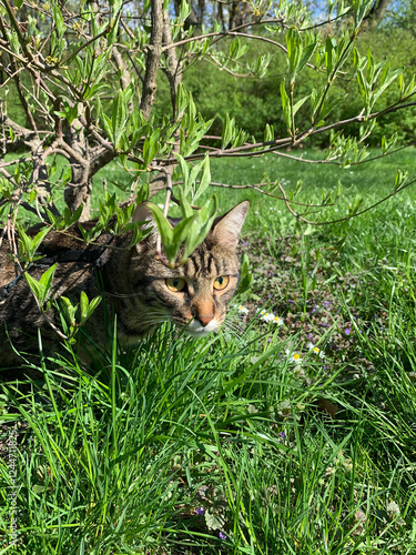 Canvas Print domestic cat in the wild